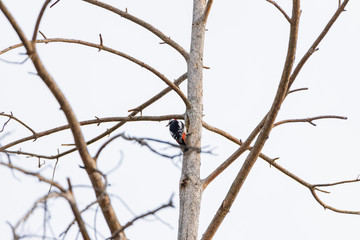 Woodpecker on a trunk of a dried tree.