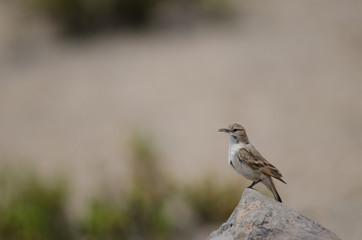 Bird on a rock in Lauca National Park.