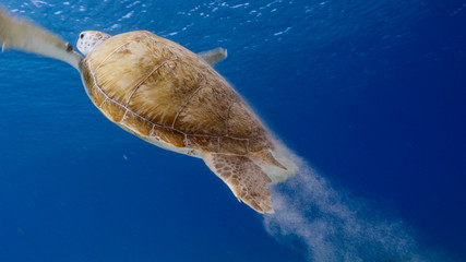 Green Sea Turtle swim in turquoise water of coral reef - Caribbean Sea / Curacao