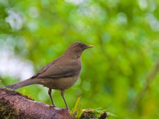Clay-colored thrush looking for food in the cloud forest in Alajuela, Costa Rica