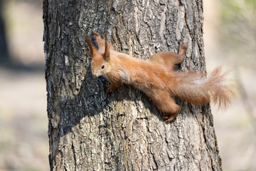 Red squirrel runs on a tree.