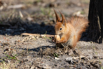 Naklejka na ściany i meble Red squirrel eating a nut on the ground.