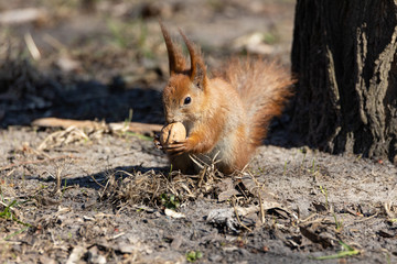Red squirrel eating a nut on the ground.