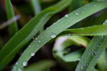 dew on the grass