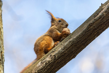 Naklejka na ściany i meble Red squirrel eats a nut on a branch.