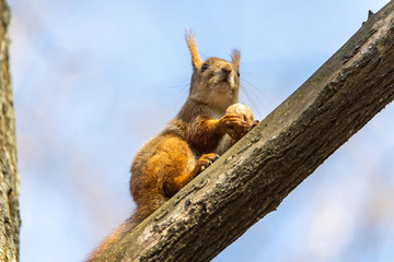 Red squirrel eats a nut on a branch.