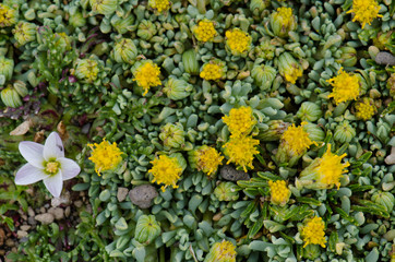 Wild plants in flower with Nototriche rugosa to the left.
