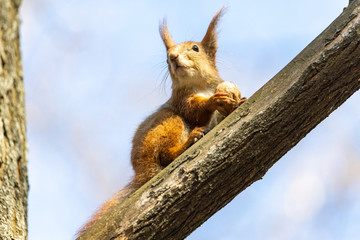 Red squirrel eats a nut on a branch.