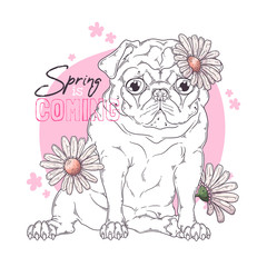 Hand drawn illustration of the pug dog with flowers Vector.