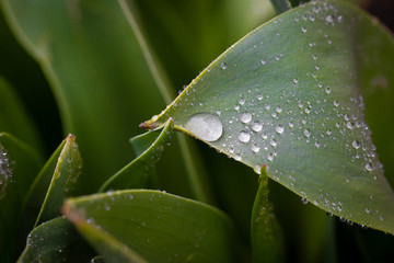 water drops on green leaf