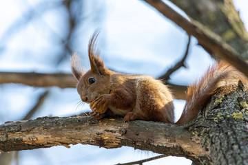Red squirrel eats a nut on a branch.