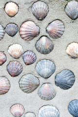 A concrete wall with shells texture, background. Plaster wall.