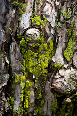 moss growing on bark of a tree