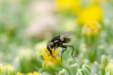 Fly feeding on a flower in a Lauca National Park.