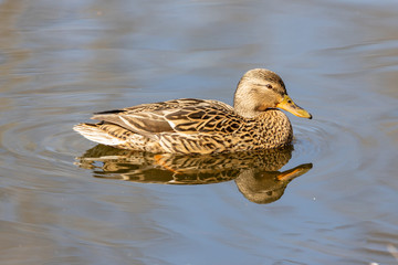 A female duck swims in a lake.