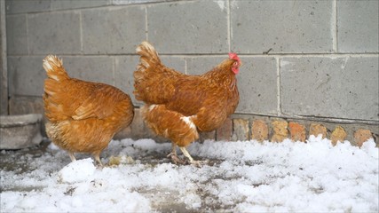 Brown chickens on the farm, selective focus. Domestic laying hens in the coop. Brown hens on a farm in winter