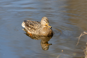 A female duck swims in a lake.