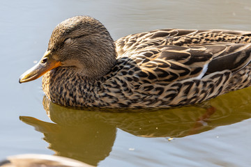 A female duck swims in a lake.