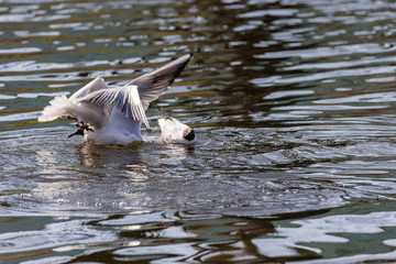 White river gulls are fighting over water.