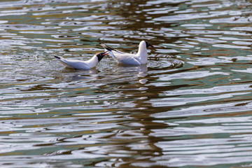 Two white river gulls swim in the pond.