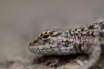 Iguanian lizard Liolaemus sp. in Lauca National Park.