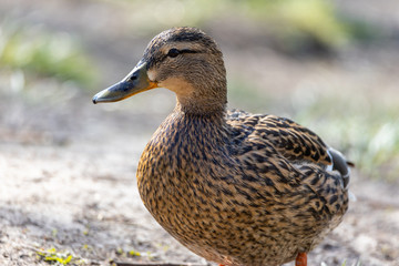 Female duck walks on the grass.
