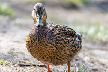 Female duck walks on the grass.
