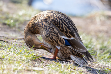 The female duck is looking at herself.
