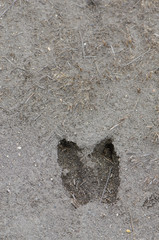 Alpaca footprint Vicugna pacos on the mud.