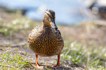Female duck walks on the grass.