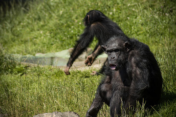 ape sitting on the grass with young chimp in the background
