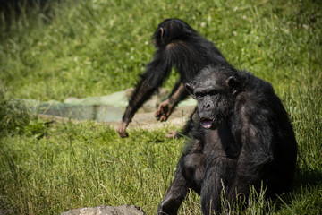 Naklejka premium ape sitting on the grass with young chimp in the background