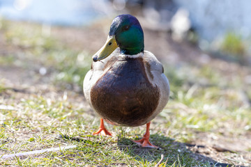 Male duck walks on the grass.