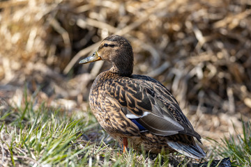 Female duck walks on the grass.