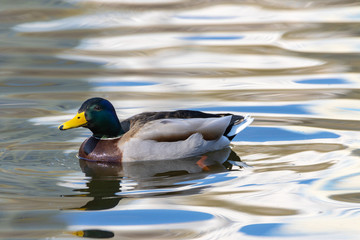 A male duck swims in a lake.