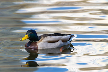A male duck swims in a lake.