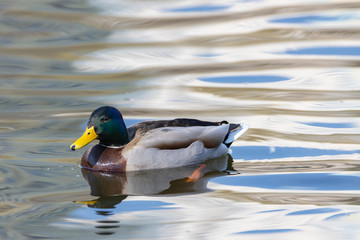 A male duck swims in a lake.