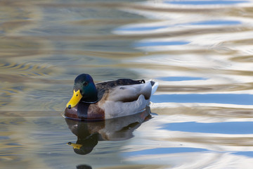 A male duck swims in a lake.