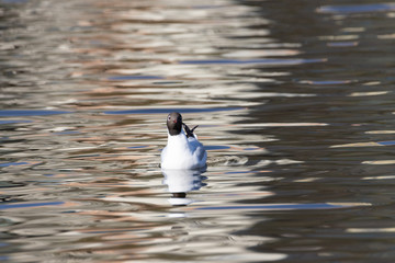 A white river gull swims on a pond.