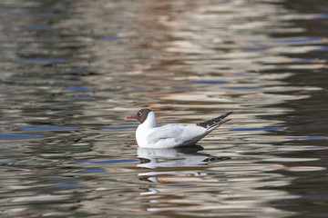 A white river gull swims on a pond.