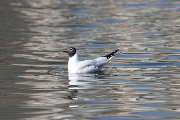 A white river gull swims on a pond.