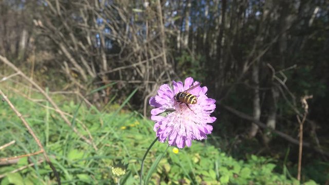 Gypsy rose (field scabious, Scabiosa arvensis) and syrphid fly on flower on edge of mixed forest. Karelia