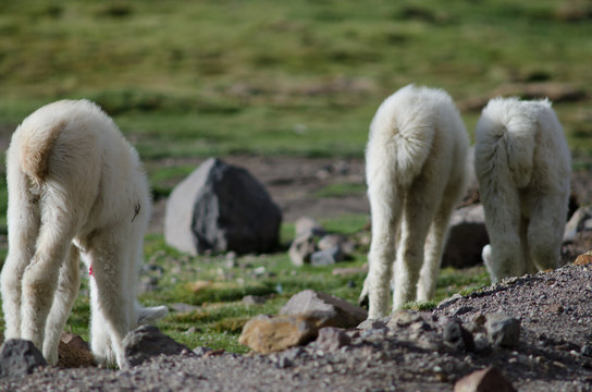 Back view of young alpacas Vicugna pacos grazing.