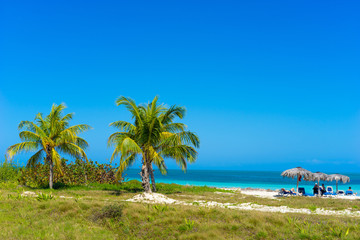 Fototapeta premium Vacation in Cuba. Palm trees and a beach on the Caribbean sea. Nature Of Cuba. Vacation in Cuba. People relax under umbrellas on the shore of the Caribbean sea. Vacation in the Caribbean.