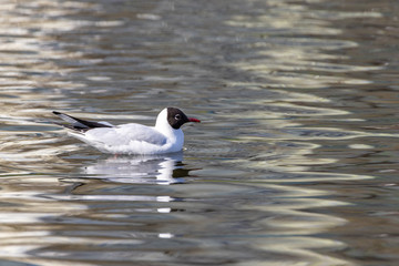 A white river gull swims on a pond.