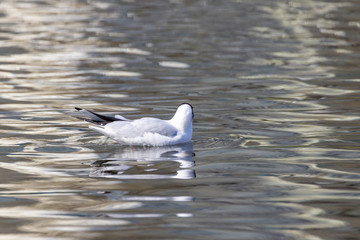 Fototapeta premium A white river gull swims on a pond.