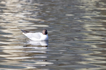 A white river gull swims on a pond.
