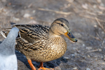Female duck walks on the grass.