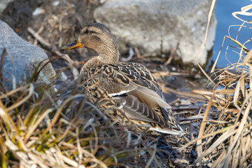 Female duck walks on the grass.