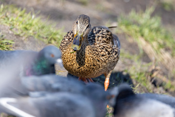 Female duck walks on the grass.